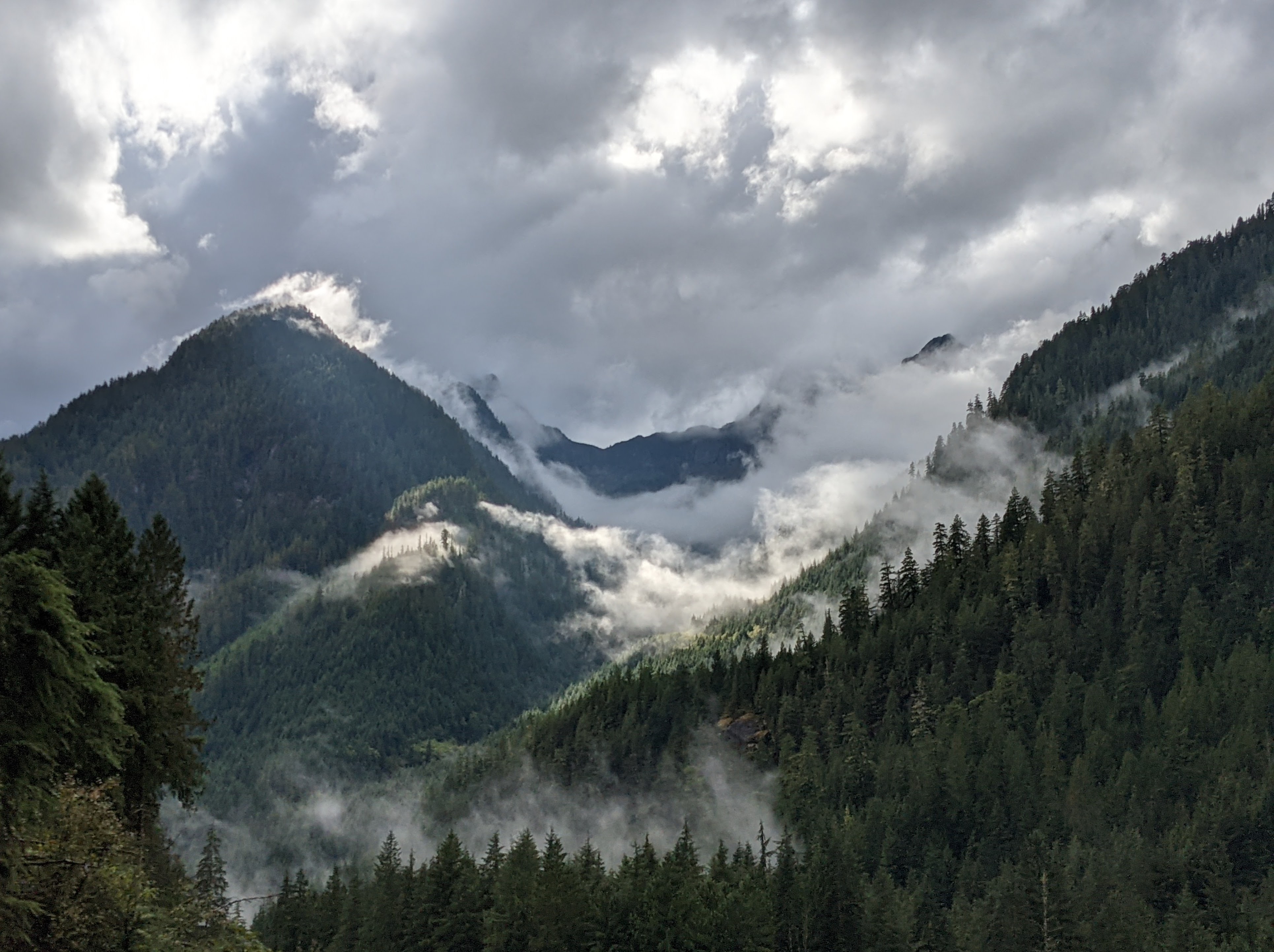Clouds in Forest